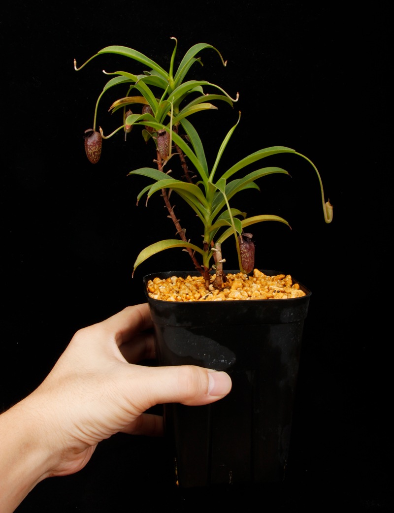 Nepenthes aristolochioides (Sumatra) AW / Clone:NM03��[ �ͥڥ�ƥ������ꥹ�ȥ��������ǥ� ]���� PN260728-07 / ʣ������ ��