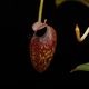 Nepenthes aristolochioides (Sumatra) AW / Clone:NM03��[ �ͥڥ�ƥ������ꥹ�ȥ��������ǥ� ]���� PN260728-07 / ʣ������ ��