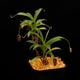 Nepenthes aristolochioides (Sumatra) AW / Clone:NM03��[ �ͥڥ�ƥ������ꥹ�ȥ��������ǥ� ]���� PN260728-07 / ʣ������ ��