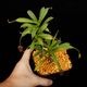 Nepenthes aristolochioides (Sumatra) AW / Clone:NM03��[ �ͥڥ�ƥ������ꥹ�ȥ��������ǥ� ]���� PN260728-07 / ʣ������ ��