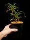 Nepenthes aristolochioides (Sumatra) AW / Clone:NM03��[ �ͥڥ�ƥ������ꥹ�ȥ��������ǥ� ]���� PN260728-07 / ʣ������ ��