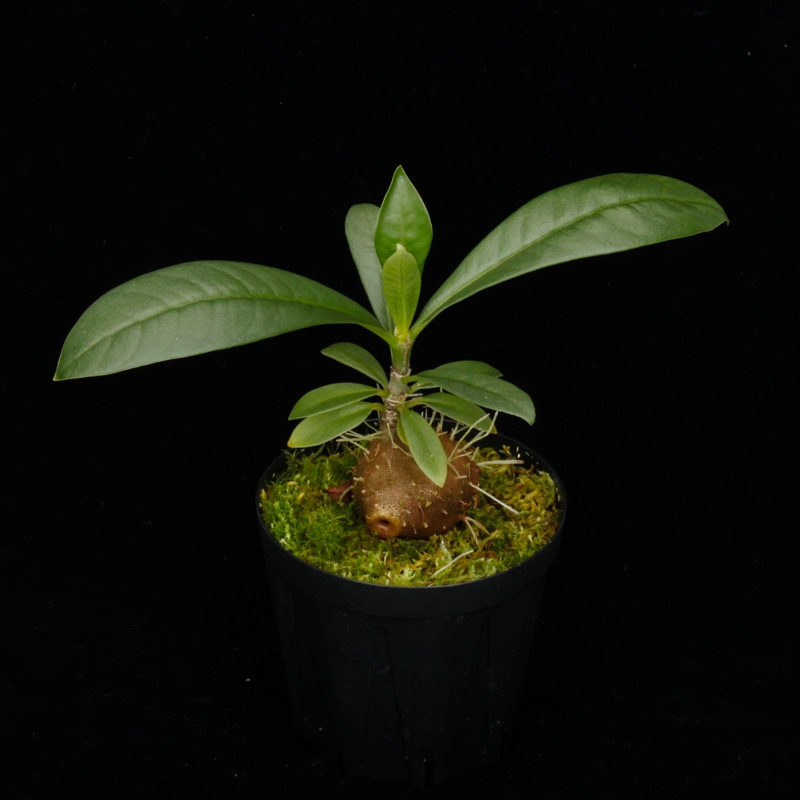 1_000000003729.jpg?1745556837