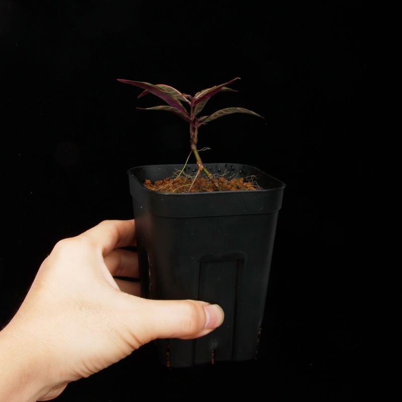 Unknown species ' El Pangui, Ecuador '��[ ��������롦�ѥ󥰥����������ɥ뻺]���� PN250609-17 ��