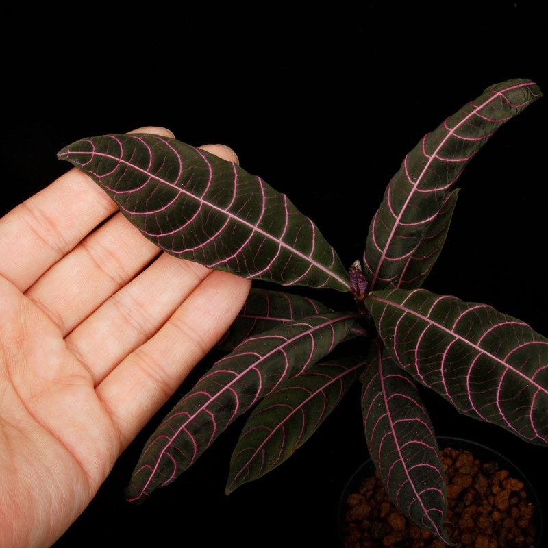 Unknown species ' El Pangui, Ecuador '��[ ��������롦�ѥ󥰥����������ɥ뻺]���� PN250609-17 ��