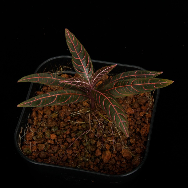 Unknown species ' El Pangui, Ecuador '��[ ��������롦�ѥ󥰥����������ɥ뻺]���� PN250609-17 ��