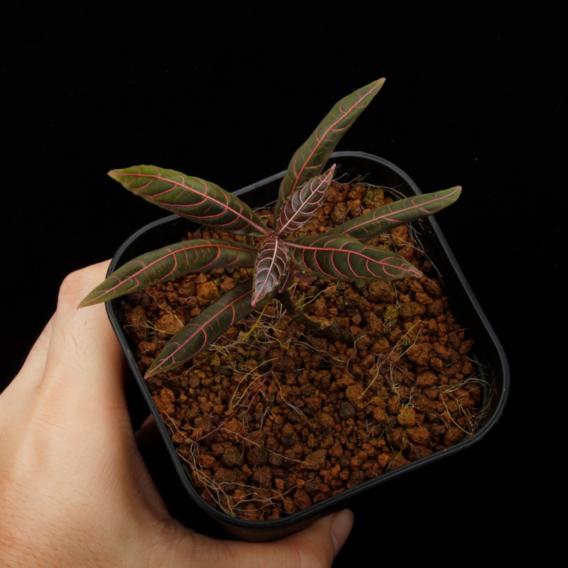 Unknown species ' El Pangui, Ecuador '��[ ��������롦�ѥ󥰥����������ɥ뻺]���� PN250609-17 ��