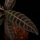 Unknown species ' El Pangui, Ecuador '��[ ��������롦�ѥ󥰥����������ɥ뻺]���� PN250609-17 ��