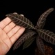 Unknown species ' El Pangui, Ecuador '��[ ��������롦�ѥ󥰥����������ɥ뻺]���� PN250609-17 ��