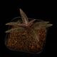 Unknown species ' El Pangui, Ecuador '��[ ��������롦�ѥ󥰥����������ɥ뻺]���� PN250609-17 ��
