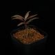 Unknown species ' El Pangui, Ecuador '��[ ��������롦�ѥ󥰥����������ɥ뻺]���� PN250609-17 ��