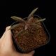 Unknown species ' El Pangui, Ecuador '��[ ��������롦�ѥ󥰥����������ɥ뻺]���� PN250609-17 ��