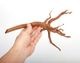 UWS Material Market / Sumatra Wood ROOTS���� ���ޥȥ饦�åɡ��롼�� / ����ή�� �� �� SR2508-03 ��