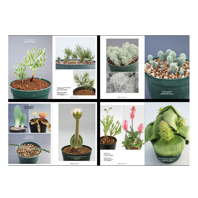 UNDERGROUNDS -CAPE BULB BOOK- FUMIO FUJIKAWA