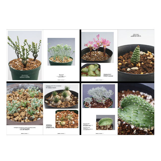 UNDERGROUNDS -CAPE BULB BOOK- FUMIO FUJIKAWA