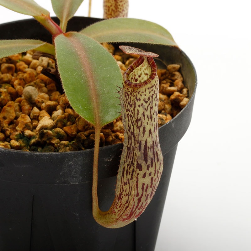 Nepenthes vogelii [ ネペンテス・ボゲリー ] 【 Borneo Exotics / BE