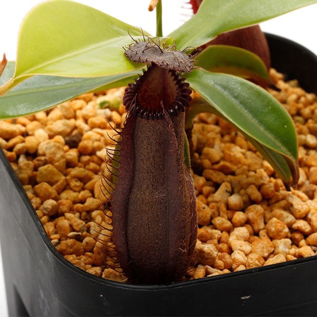 Nepenthes hamata × edwardsiana [ Clone:AW-Nx_hamXed-19