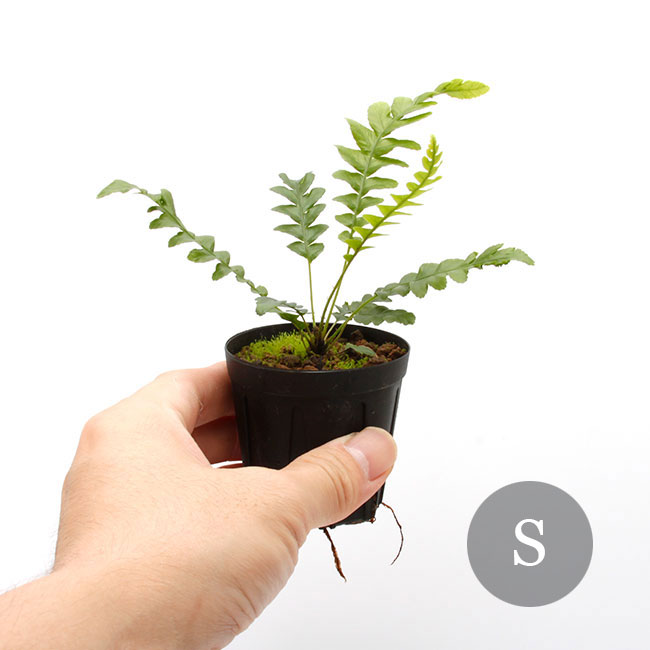 Blechnum obtusatum var. obtusatum[ ֥쥯ʥࡦ֥ĥ var. ֥ĥ ]1ݥåȡ ˥塼ɥ˥̥ͭŪʾΩ奷 