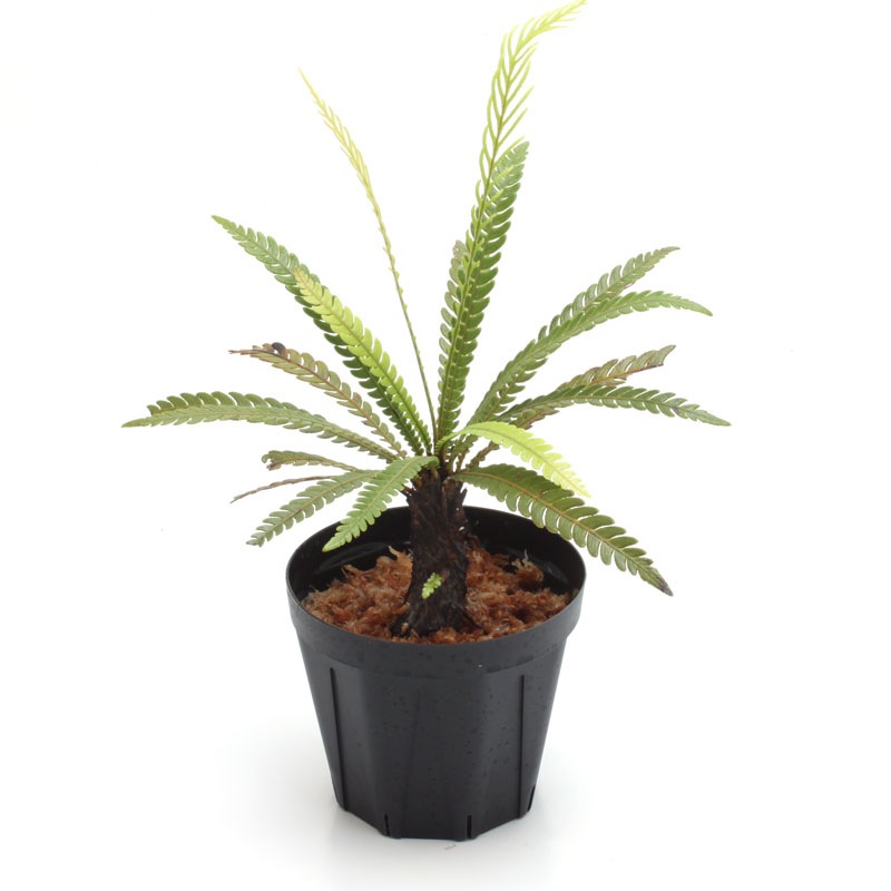 Blechnum obtusatum var. obtusatum[ ֥쥯ʥࡦ֥ĥ var. ֥ĥ ]1ݥåȡ ˥塼ɥ˥̥ͭŪʾΩ奷 
