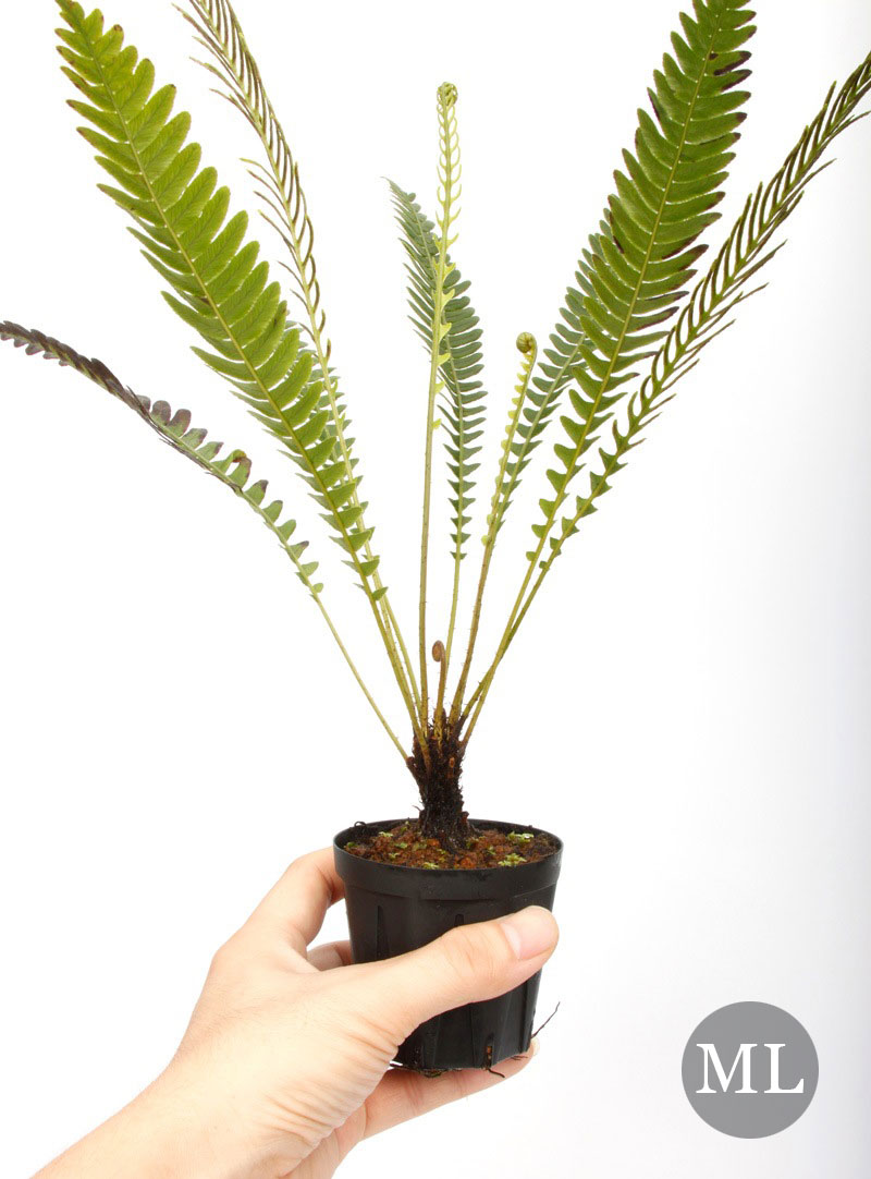 Blechnum obtusatum var. obtusatum[ ֥쥯ʥࡦ֥ĥ var. ֥ĥ ]1ݥåȡ ˥塼ɥ˥̥ͭŪʾΩ奷 