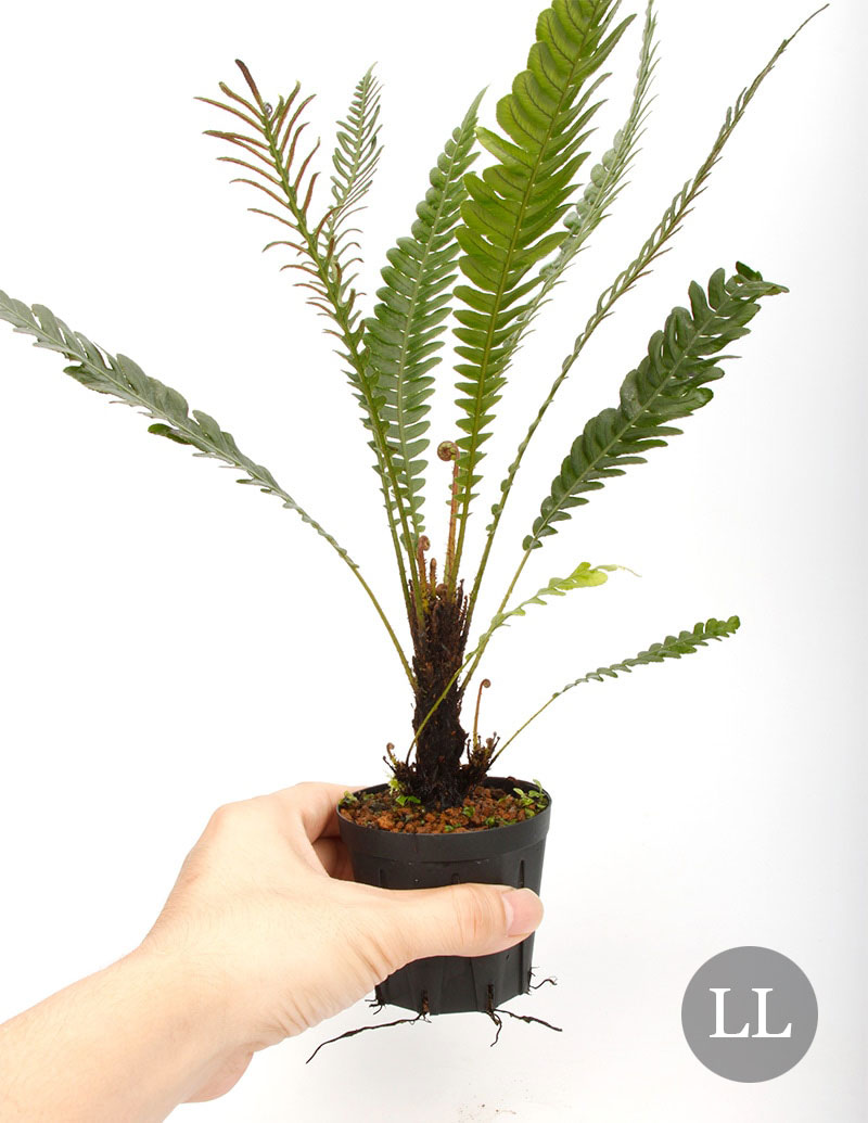 Blechnum obtusatum var. obtusatum[ ֥쥯ʥࡦ֥ĥ var. ֥ĥ ]1ݥåȡ ˥塼ɥ˥̥ͭŪʾΩ奷 