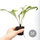 Blechnum obtusatum var. obtusatum[ ֥쥯ʥࡦ֥ĥ var. ֥ĥ ]1ݥåȡ ˥塼ɥ˥̥ͭŪʾΩ奷 