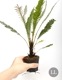 Blechnum obtusatum var. obtusatum[ ֥쥯ʥࡦ֥ĥ var. ֥ĥ ]1ݥåȡ ˥塼ɥ˥̥ͭŪʾΩ奷 