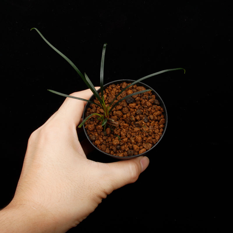 Fenestratarum culum��[ �ե��ͥ��ȥ饿��ࡦ����� ]���� PN250728-04 ��