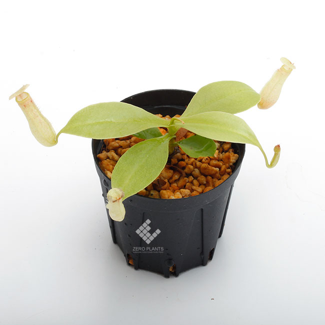Nepenthes madagascarensis��[ �ͥڥ�ƥ����ޥ��������ꥨ�󥷥� ]���� Borneo Exotics / BE-3247 �ۡ� PN181130-31 ��