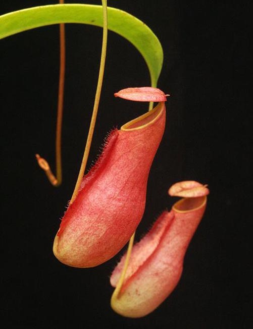 Nepenthes madagascarensis��[ �ͥڥ�ƥ����ޥ��������ꥨ�󥷥� ]���� Borneo Exotics / BE-3247 �ۡ� PN181130-31 ��