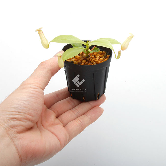 Nepenthes madagascarensis��[ �ͥڥ�ƥ����ޥ��������ꥨ�󥷥� ]���� Borneo Exotics / BE-3247 �ۡ� PN181130-31 ��