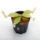 Nepenthes madagascarensis��[ �ͥڥ�ƥ����ޥ��������ꥨ�󥷥� ]���� Borneo Exotics / BE-3247 �ۡ� PN181130-31 ��