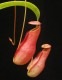 Nepenthes madagascarensis��[ �ͥڥ�ƥ����ޥ��������ꥨ�󥷥� ]���� Borneo Exotics / BE-3247 �ۡ� PN181130-31 ��