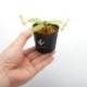 Nepenthes madagascarensis��[ �ͥڥ�ƥ����ޥ��������ꥨ�󥷥� ]���� Borneo Exotics / BE-3247 �ۡ� PN181130-31 ��