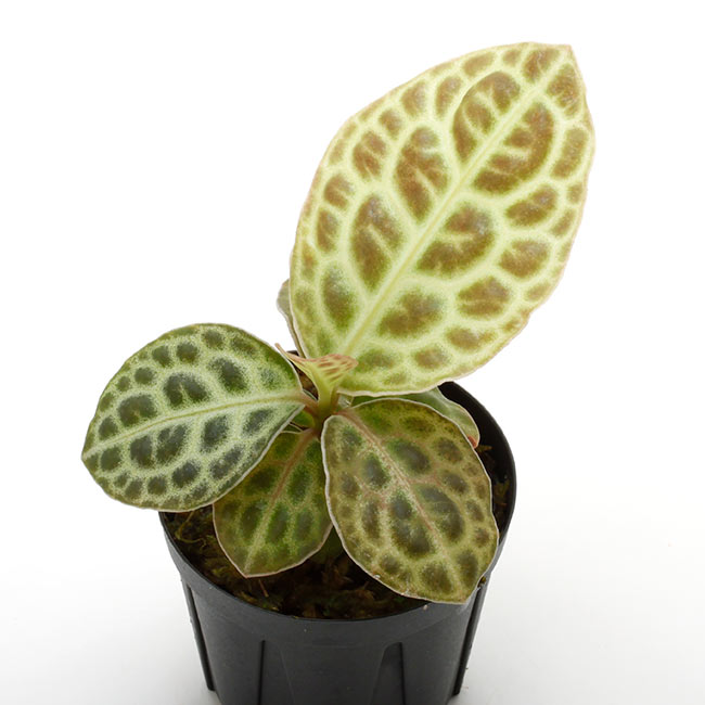 Ardisia sp.��" Kalimantan Barat "��[ ����ǥ����� sp. " ������ޥ󥿥� " ]���� PN210519-15 ��