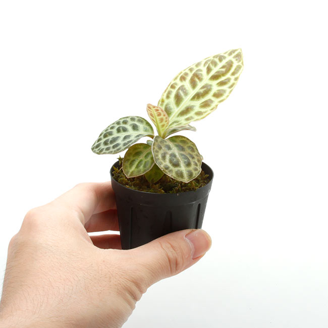 Ardisia sp.��" Kalimantan Barat "��[ ����ǥ����� sp. " ������ޥ󥿥� " ]���� PN210519-15 ��
