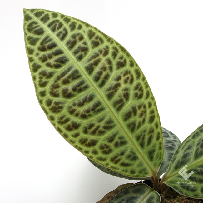 Ardisia sp.��" Kalimantan Barat "��[ ����ǥ����� sp. " ������ޥ󥿥� " ]���� PN210519-15 ��