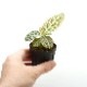 Ardisia sp.��" Kalimantan Barat "��[ ����ǥ����� sp. " ������ޥ󥿥� " ]���� PN210519-15 ��