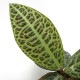 Ardisia sp.��" Kalimantan Barat "��[ ����ǥ����� sp. " ������ޥ󥿥� " ]���� PN210519-15 ��
