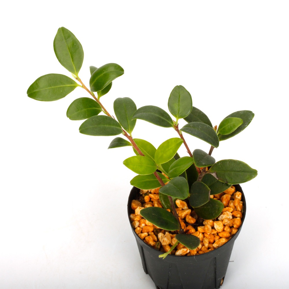 Vaccinium emarginatum��[ ���ѥ�ɥꥳ�����/�����Х������ ]��1�ݥåȡ��� �ĥĥ��ʤβ��������� ��
