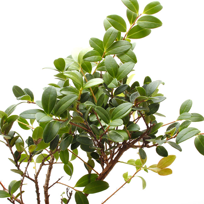Vaccinium emarginatum��[ ���ѥ�ɥꥳ�����/�����Х������ ]��1�ݥåȡ��� �ĥĥ��ʤβ��������� ��