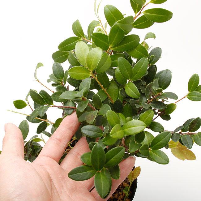 Vaccinium emarginatum��[ ���ѥ�ɥꥳ�����/�����Х������ ]��1�ݥåȡ��� �ĥĥ��ʤβ��������� ��