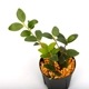 Vaccinium emarginatum��[ ���ѥ�ɥꥳ�����/�����Х������ ]��1�ݥåȡ��� �ĥĥ��ʤβ��������� ��
