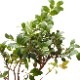 Vaccinium emarginatum��[ ���ѥ�ɥꥳ�����/�����Х������ ]��1�ݥåȡ��� �ĥĥ��ʤβ��������� ��