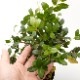 Vaccinium emarginatum��[ ���ѥ�ɥꥳ�����/�����Х������ ]��1�ݥåȡ��� �ĥĥ��ʤβ��������� ��