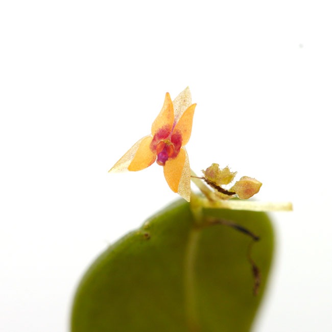 Lepanthes eros [ レパンテス・エロス ] 【 PN221207-04 】 | 植物