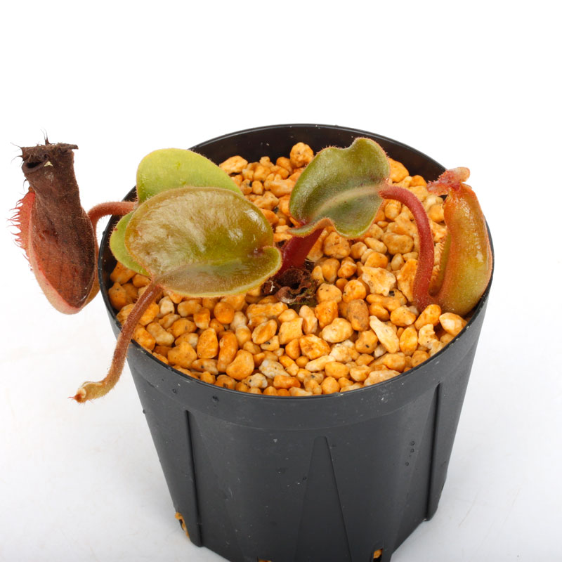 Nepenthes truncata ( highland - Reddish leaves / Clone:01 )��[ �ͥڥ�ƥ����ȥ�󥫡��� ]���� PN250108-03 ��
