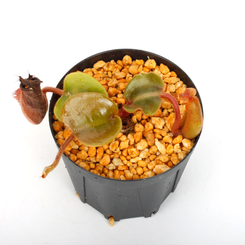 Nepenthes truncata ( highland - Reddish leaves / Clone:01 )��[ �ͥڥ�ƥ����ȥ�󥫡��� ]���� PN250108-03 ��