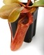 Nepenthes truncata ( highland - Reddish leaves / Clone:01 )��[ �ͥڥ�ƥ����ȥ�󥫡��� ]���� PN250108-03 ��