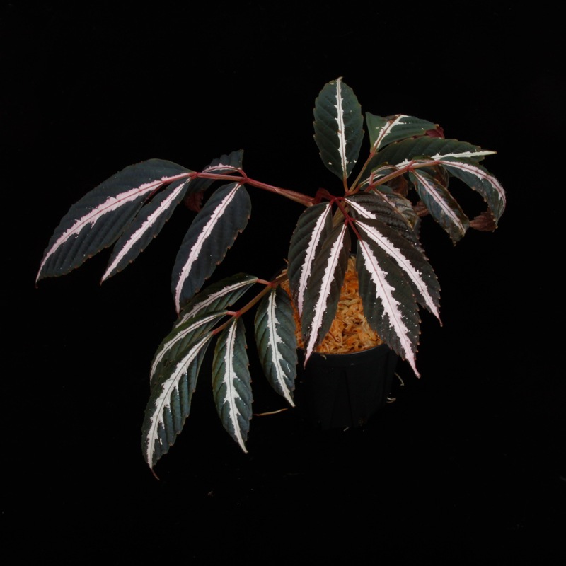 Leea amabilis [ リーア・アマビリス ] 【 PN250407-02 】 | 植物