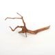 UWS Material Market / Sumatra Wood ROOTS���� ���ޥȥ饦�åɡ��롼�� / ����ή�� �� �� SR2508-05 ��